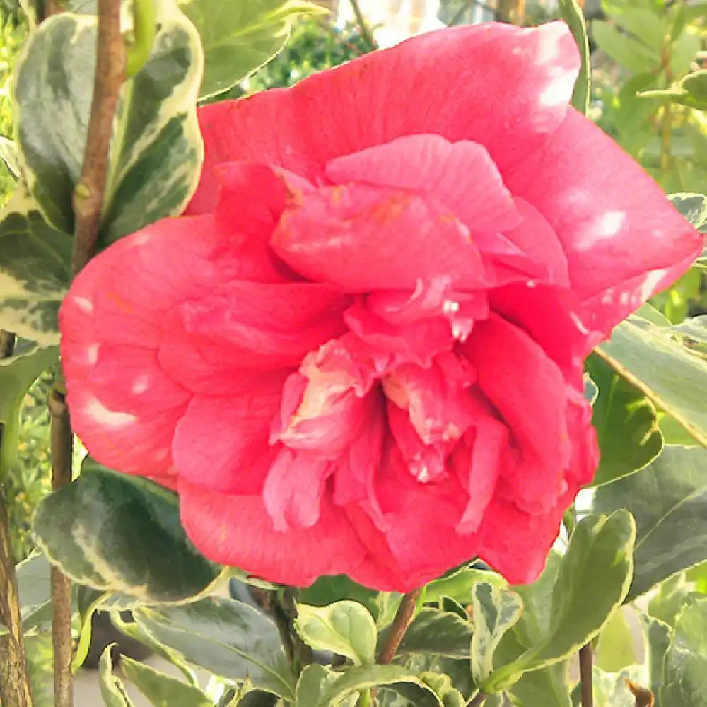 CAMELLIA japonica 'Grand Prix' - Camélia - pépinières Lepage Bretagne Bord  de mer