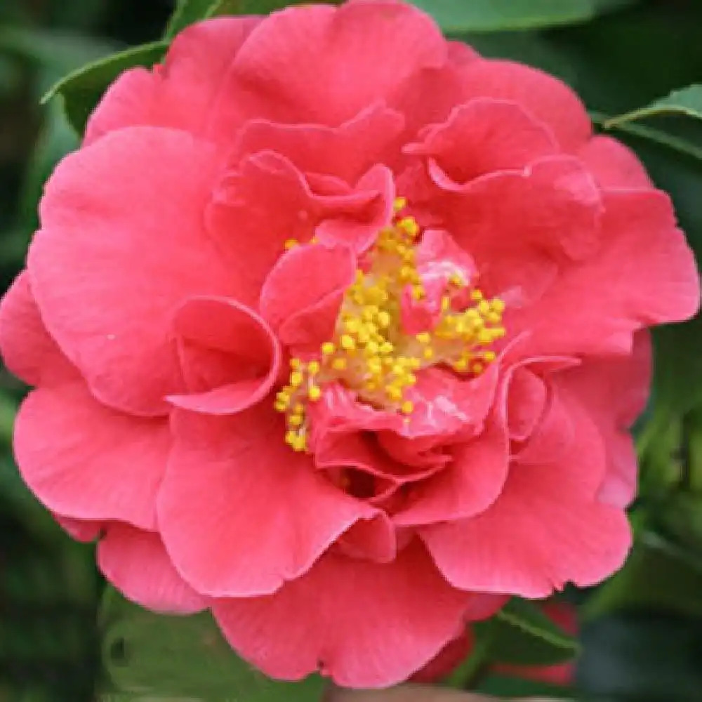 CAMELLIA japonica 'Grand Prix' - Camélia - pépinières Lepage Bretagne Bord  de mer