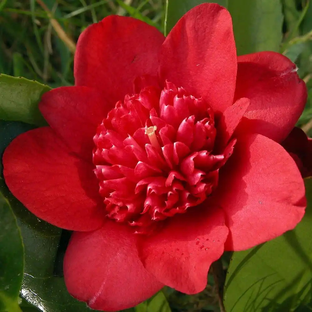 CAMELLIA japonica 'Bob's Tinsie' - Camélia - pépinières Lepage Bretagne  Bord de mer