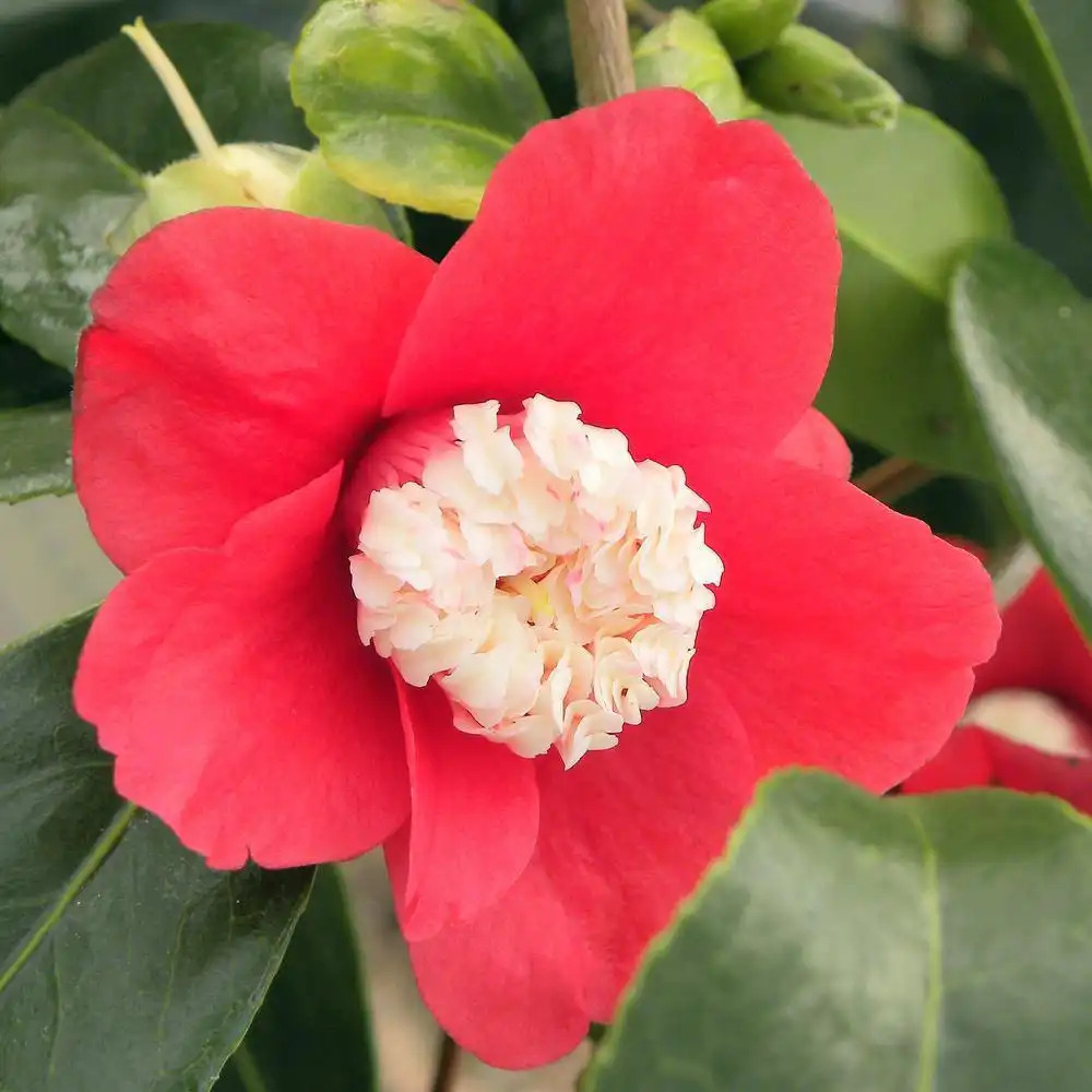 CAMELLIA japonica 'Bokuhan'