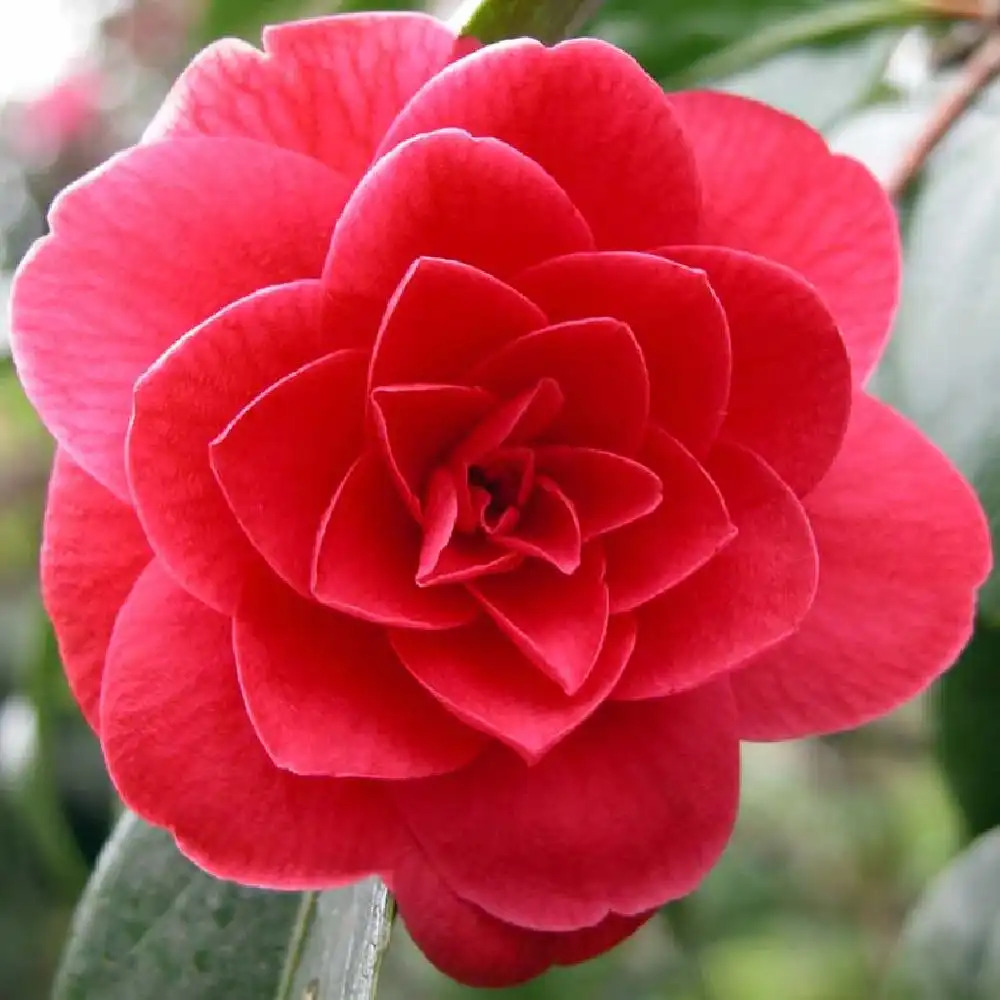 CAMELLIA japonica 'Coquettii'