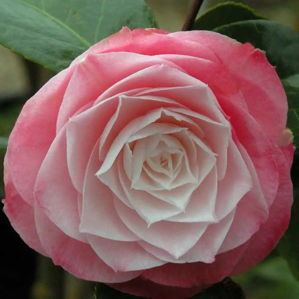 CAMELLIA japonica 'Desire' - Camélia japonais - pépinières Lepage Bretagne  Bord de mer