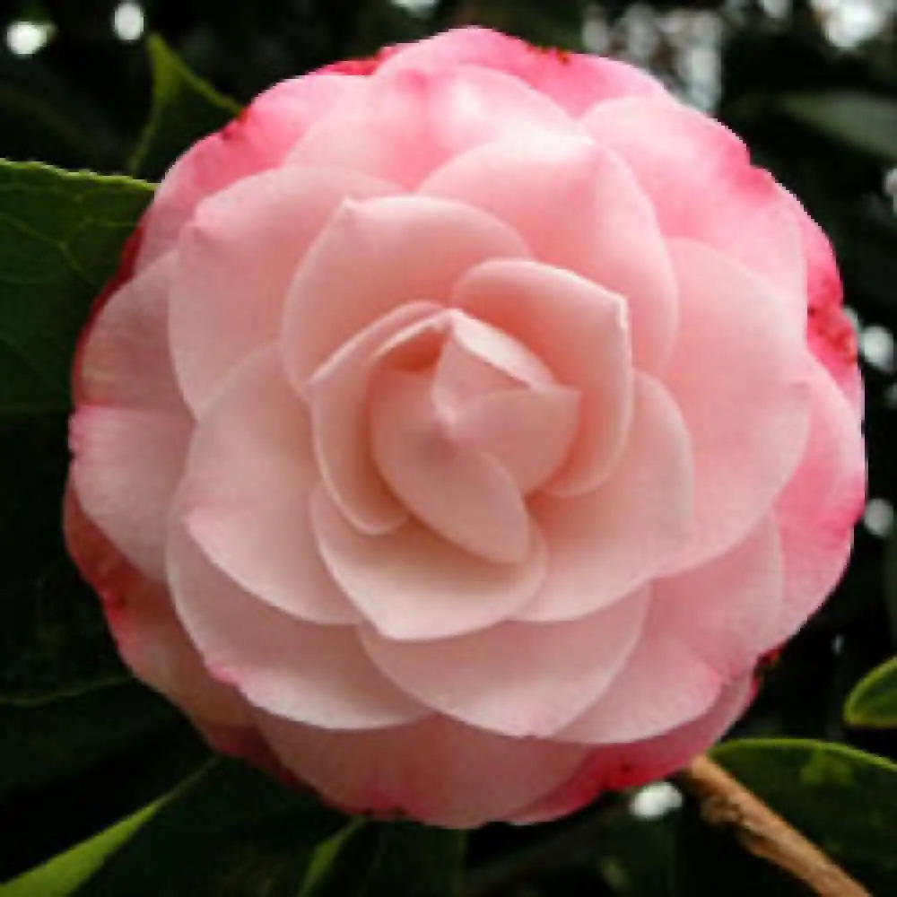 CAMELLIA japonica 'Desire' - Camélia japonais - pépinières Lepage Bretagne  Bord de mer