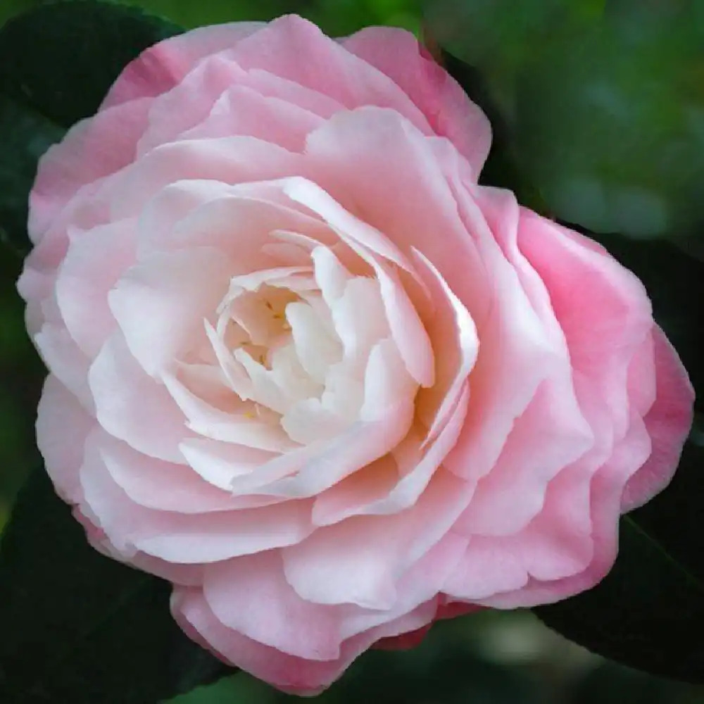 CAMELLIA japonica 'Donnan's Dream'