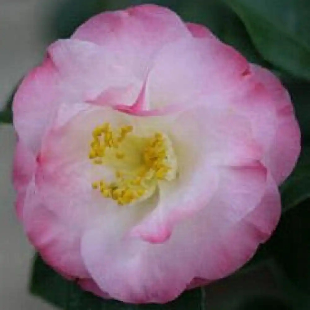 CAMELLIA japonica 'Doctor Tinsley'