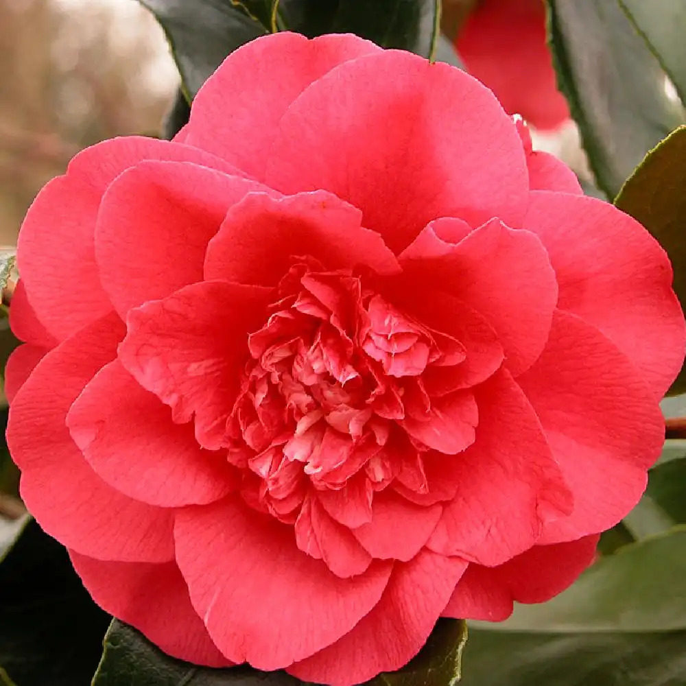 CAMELLIA japonica 'Elegans'