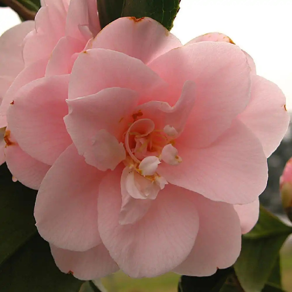 CAMELLIA japonica 'Fleur de Pêcher' - Camélia du japon - CAMELLIA japonica ' Fleur Dipater' - pépinières Lepage Bretagne Bord de mer