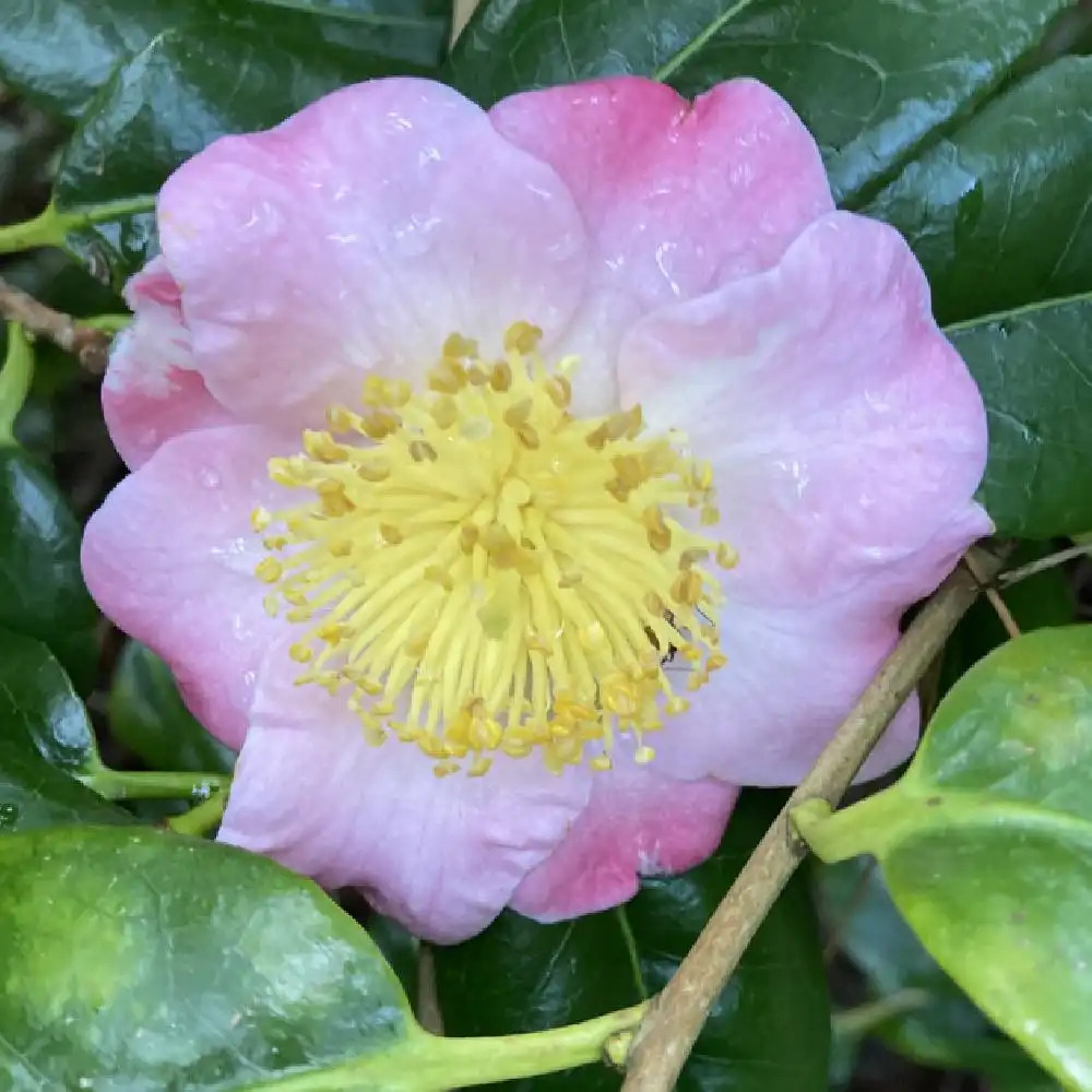 CAMELLIA japonica 'Furo-An'