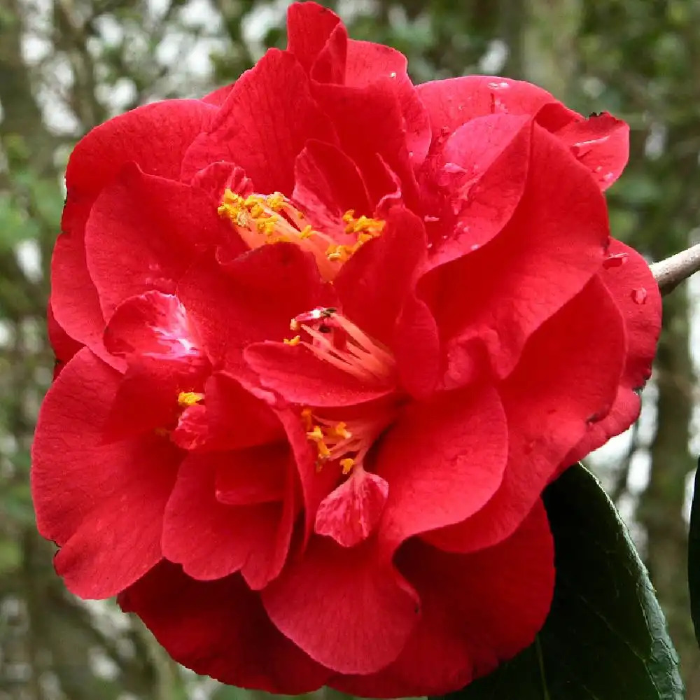 CAMELLIA japonica 'Grand Prix' - Camélia - pépinières Lepage Bretagne Bord  de mer