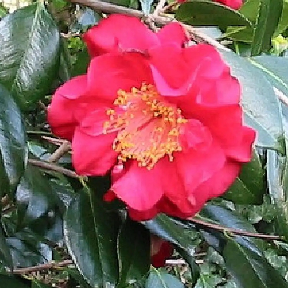 CAMELLIA japonica 'Grand Prix' - Camélia - pépinières Lepage Bretagne Bord  de mer