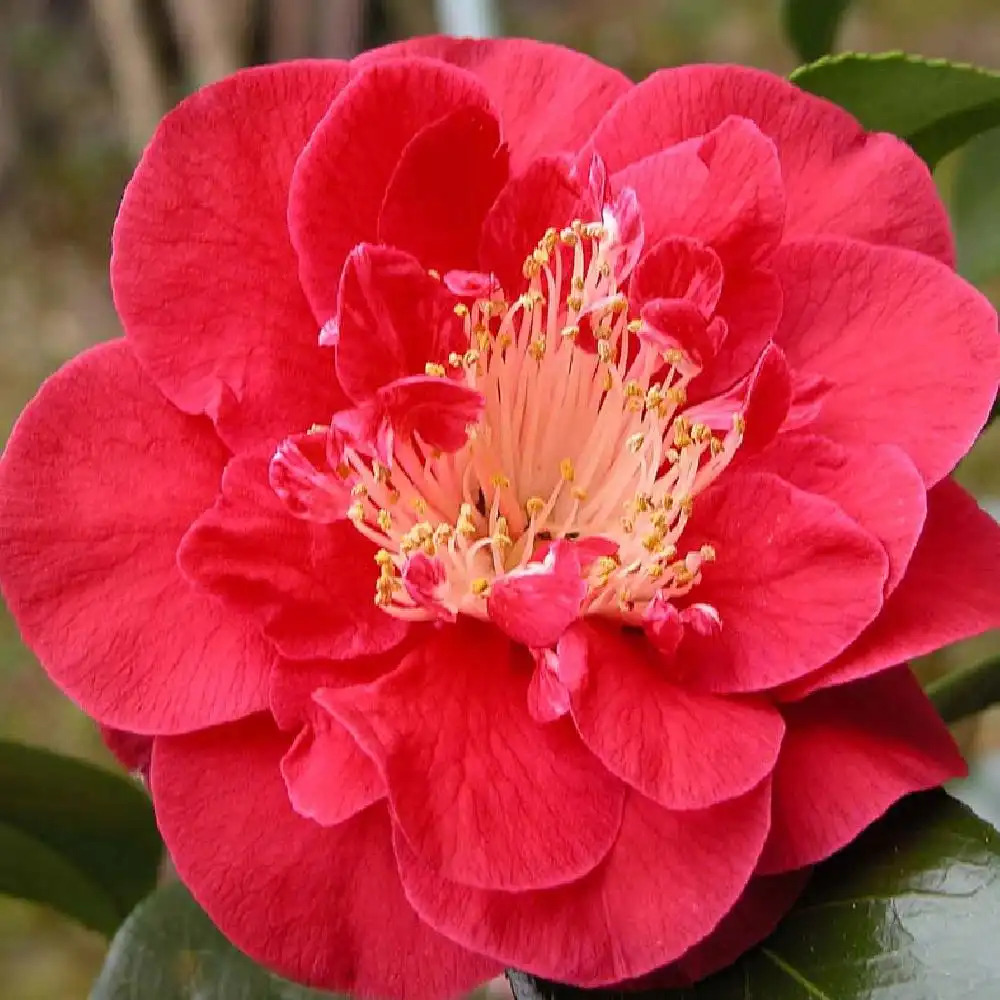 CAMELLIA japonica 'Guilio Nuccio'