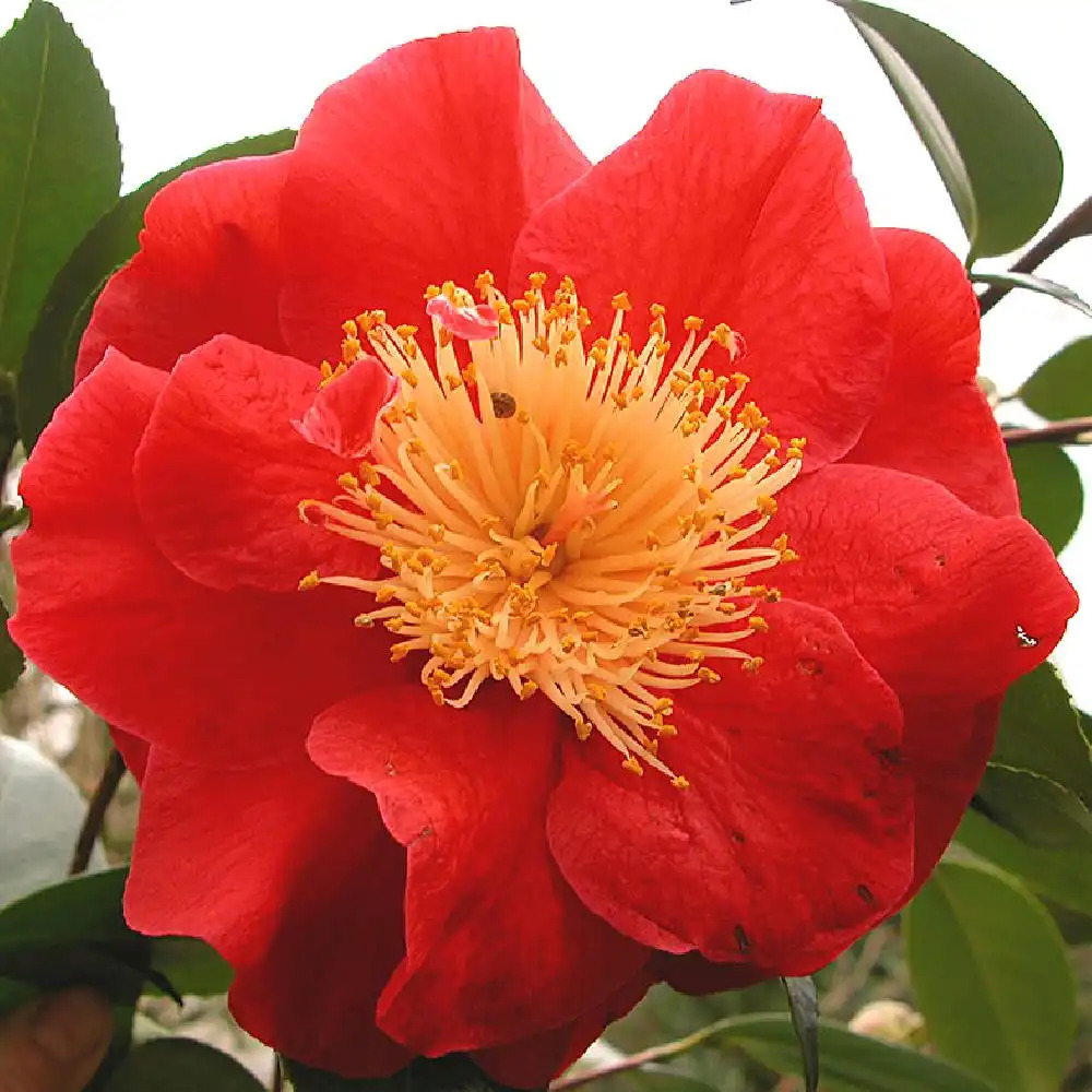 CAMELLIA japonica higo 'Ôzeki'