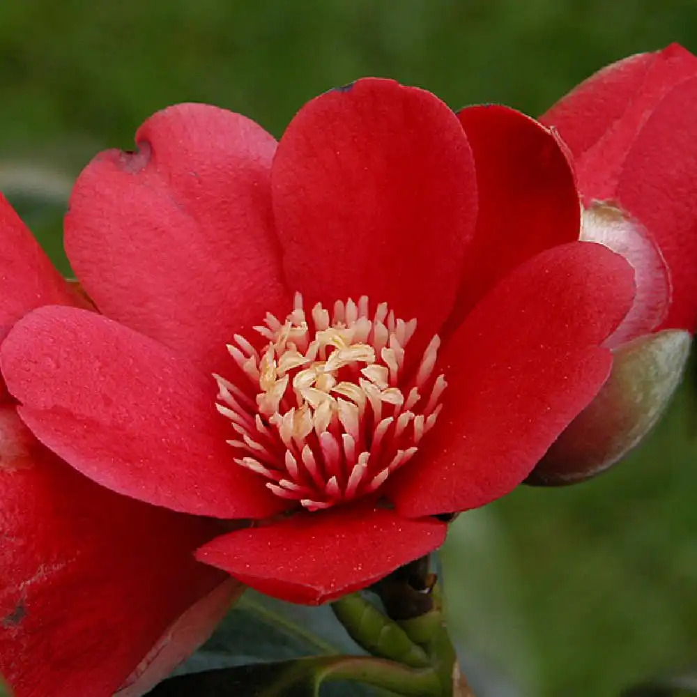 CAMELLIA japonica 'Kimberley'