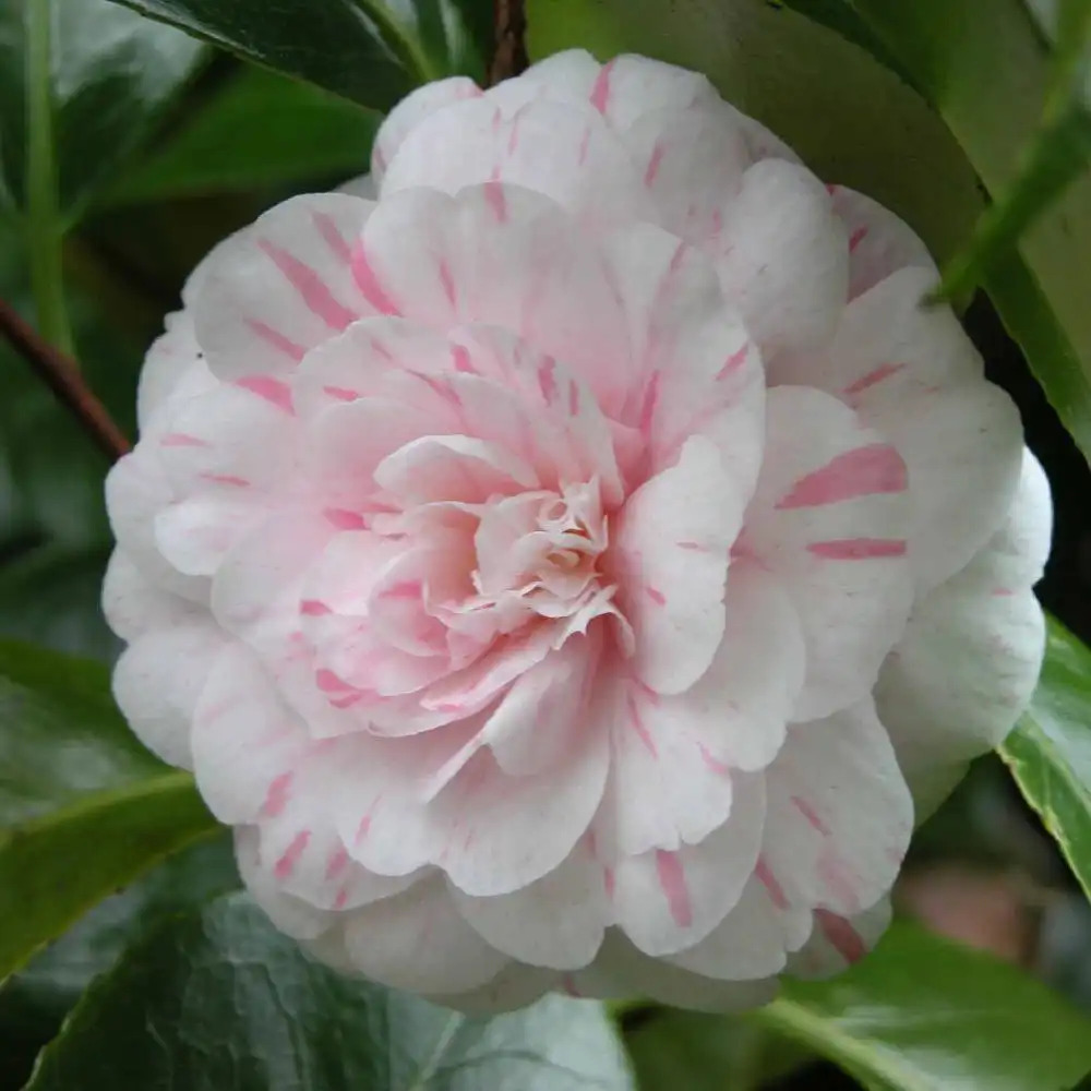 CAMELLIA japonica 'Lavinia Maggi'