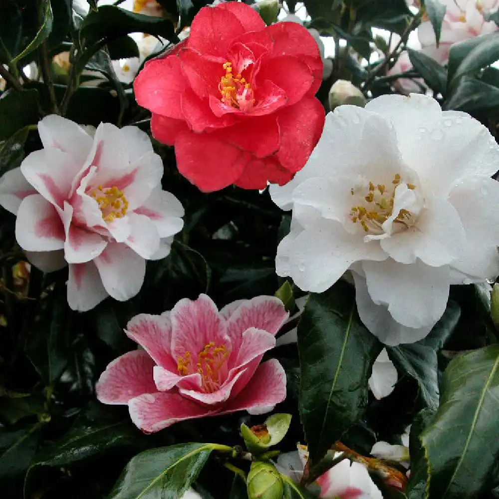 CAMELLIA japonica 'Lady Vansittart'