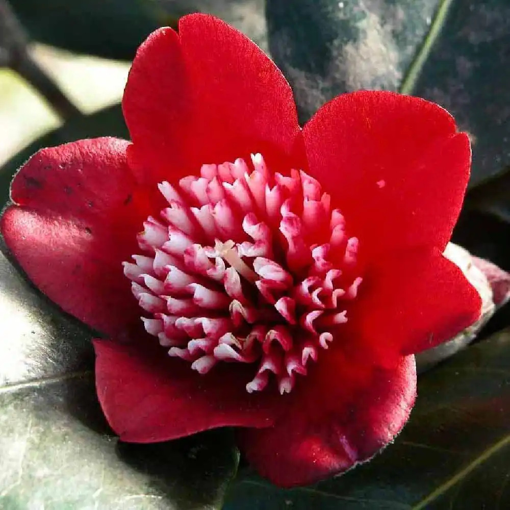 CAMELLIA japonica 'Lipstick'