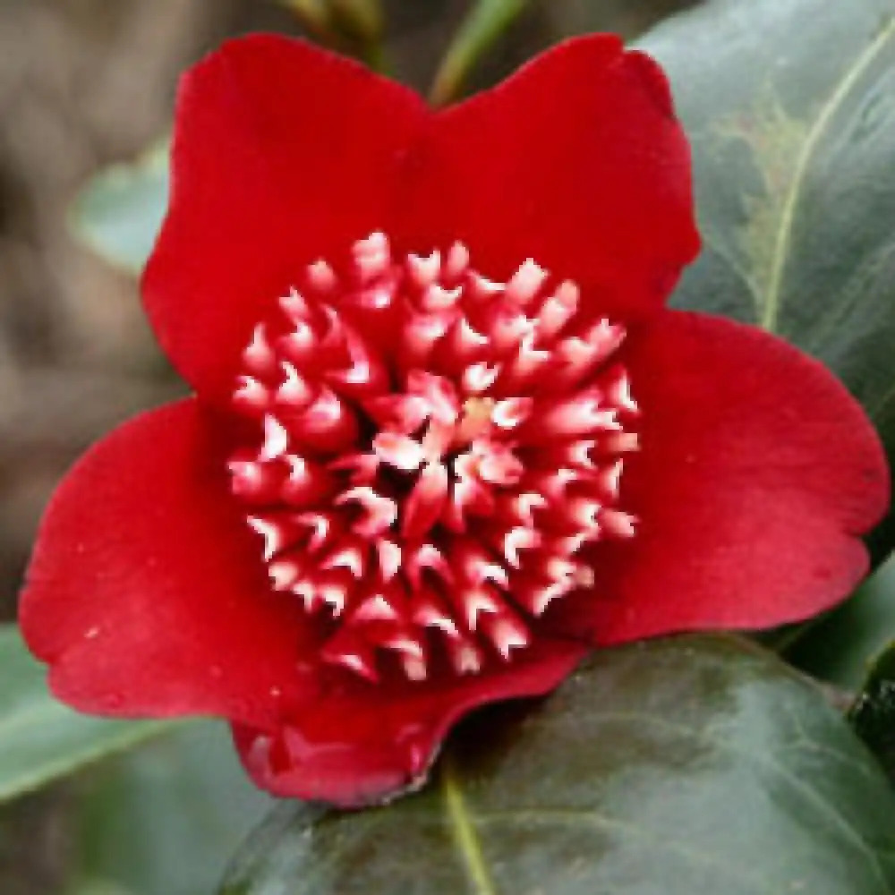 CAMELLIA japonica 'Lipstick' - Camélia - pépinières Lepage Bretagne Bord de  mer