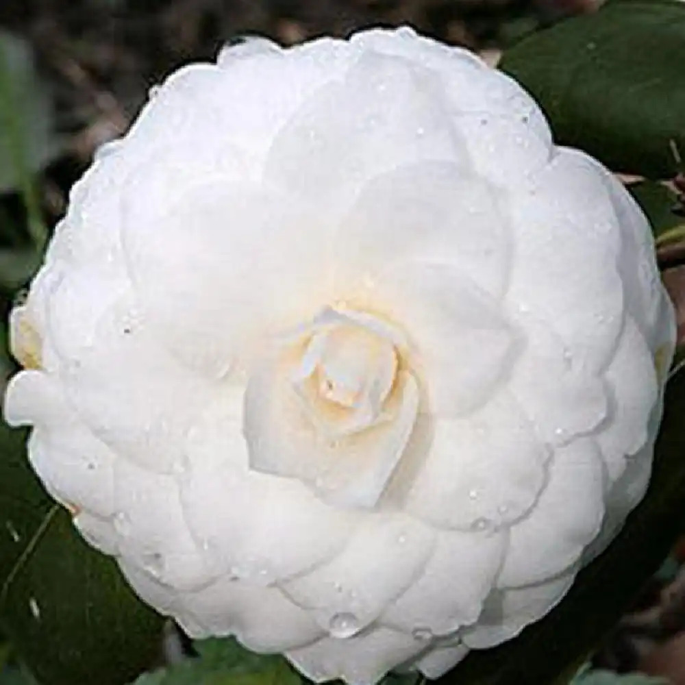 CAMELLIA japonica 'Mathotiana Alba'