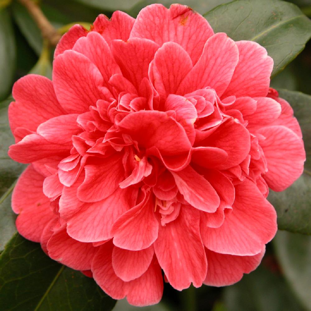 CAMELLIA jap.'Madame Martin Cachet'