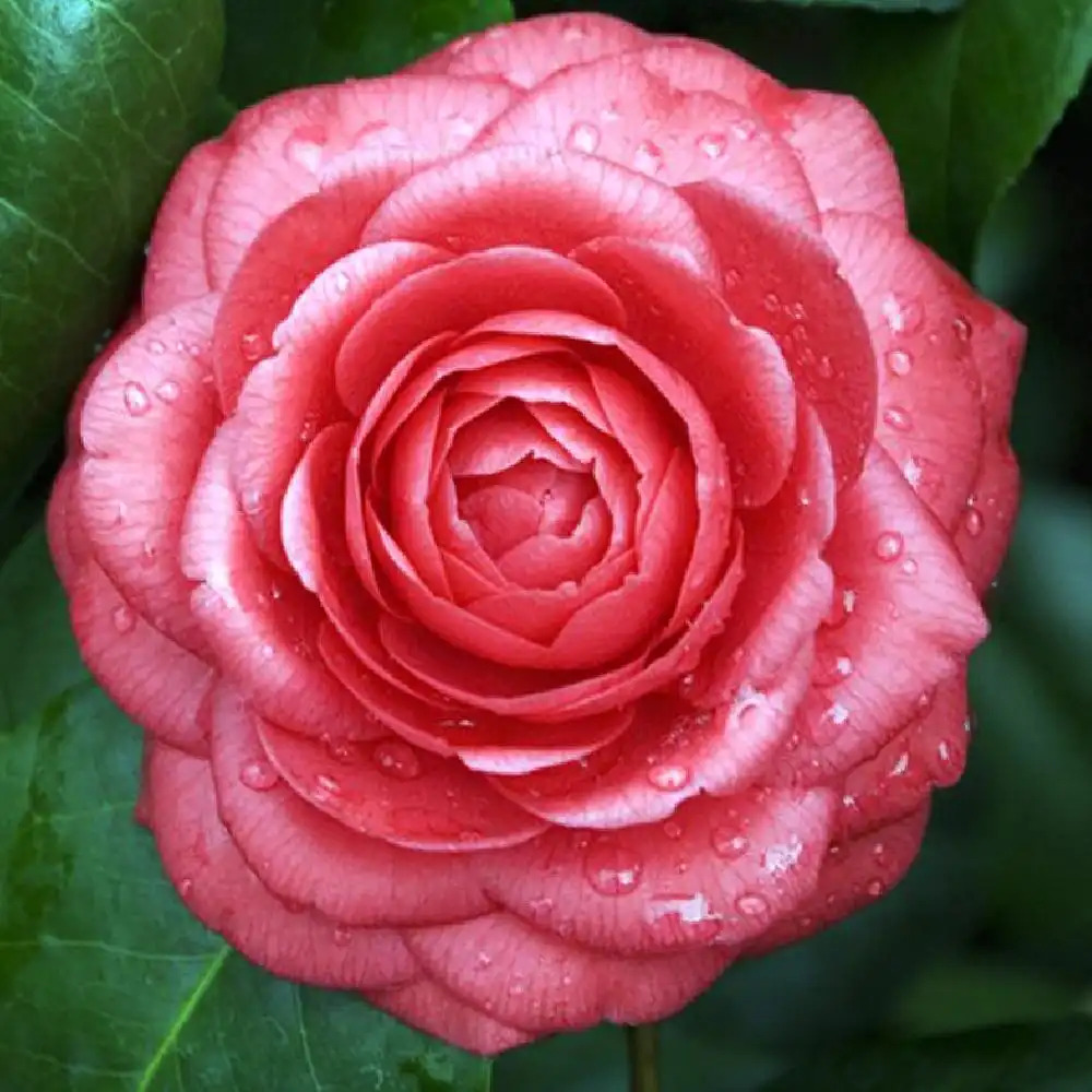 CAMELLIA japonica 'Margherita Coleoni'