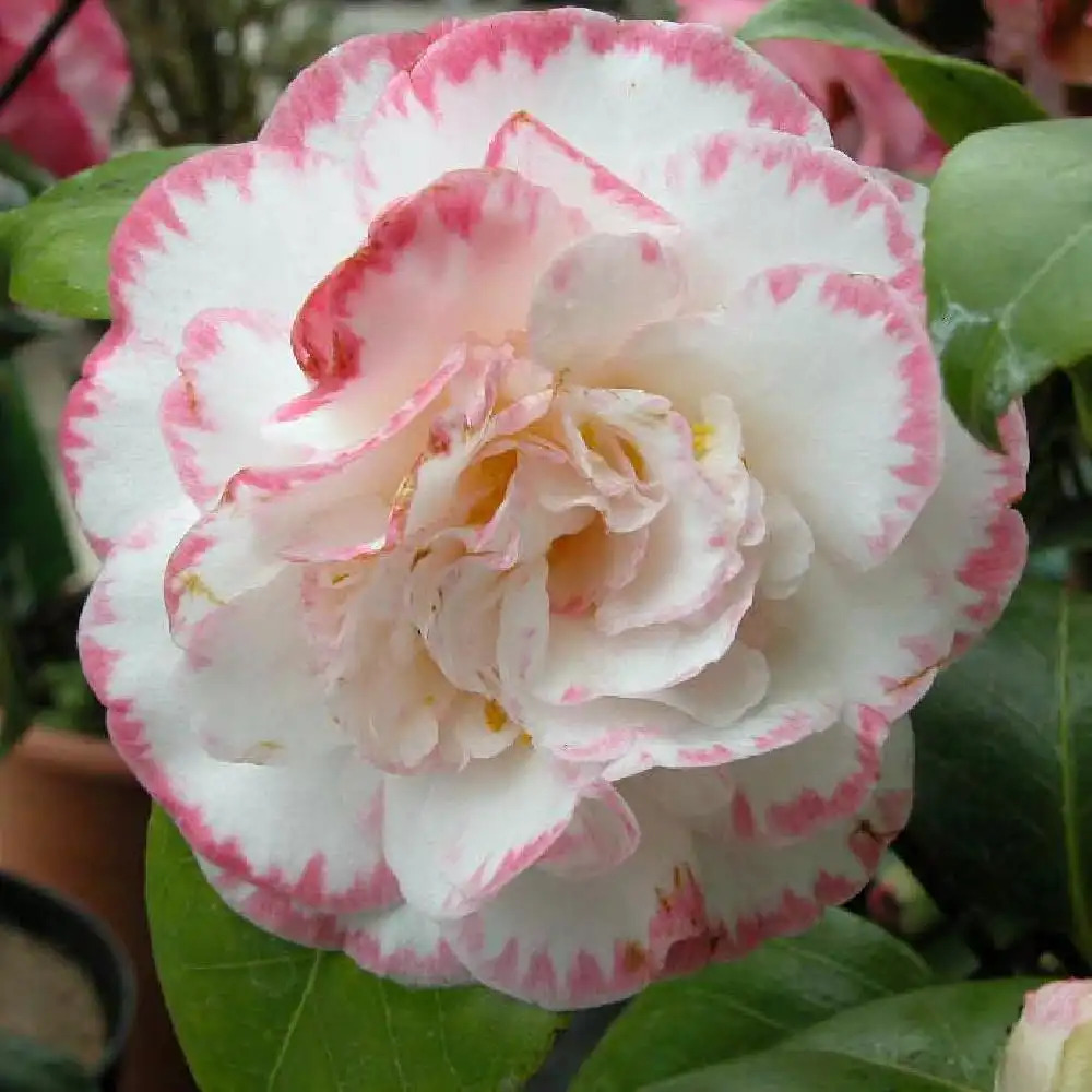 CAMELLIA japonica 'Margaret Davis'