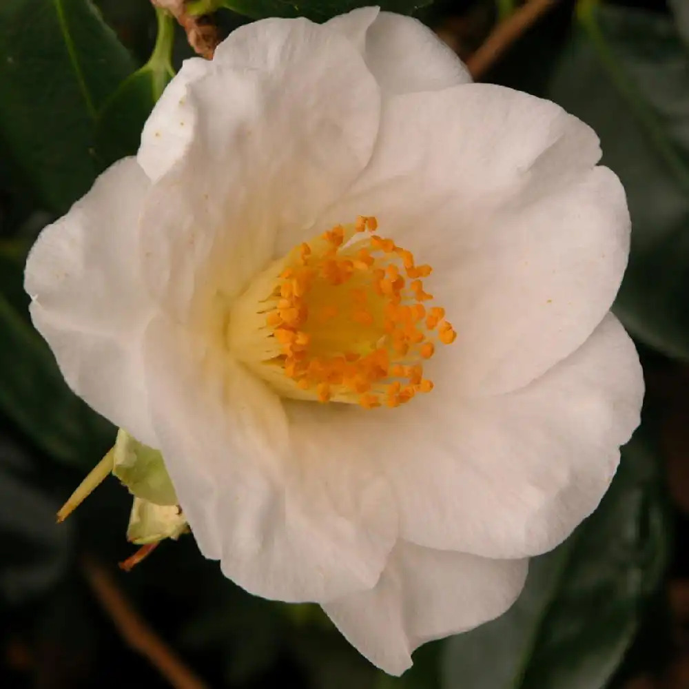 CAMELLIA japonica 'Madame Lourmand'