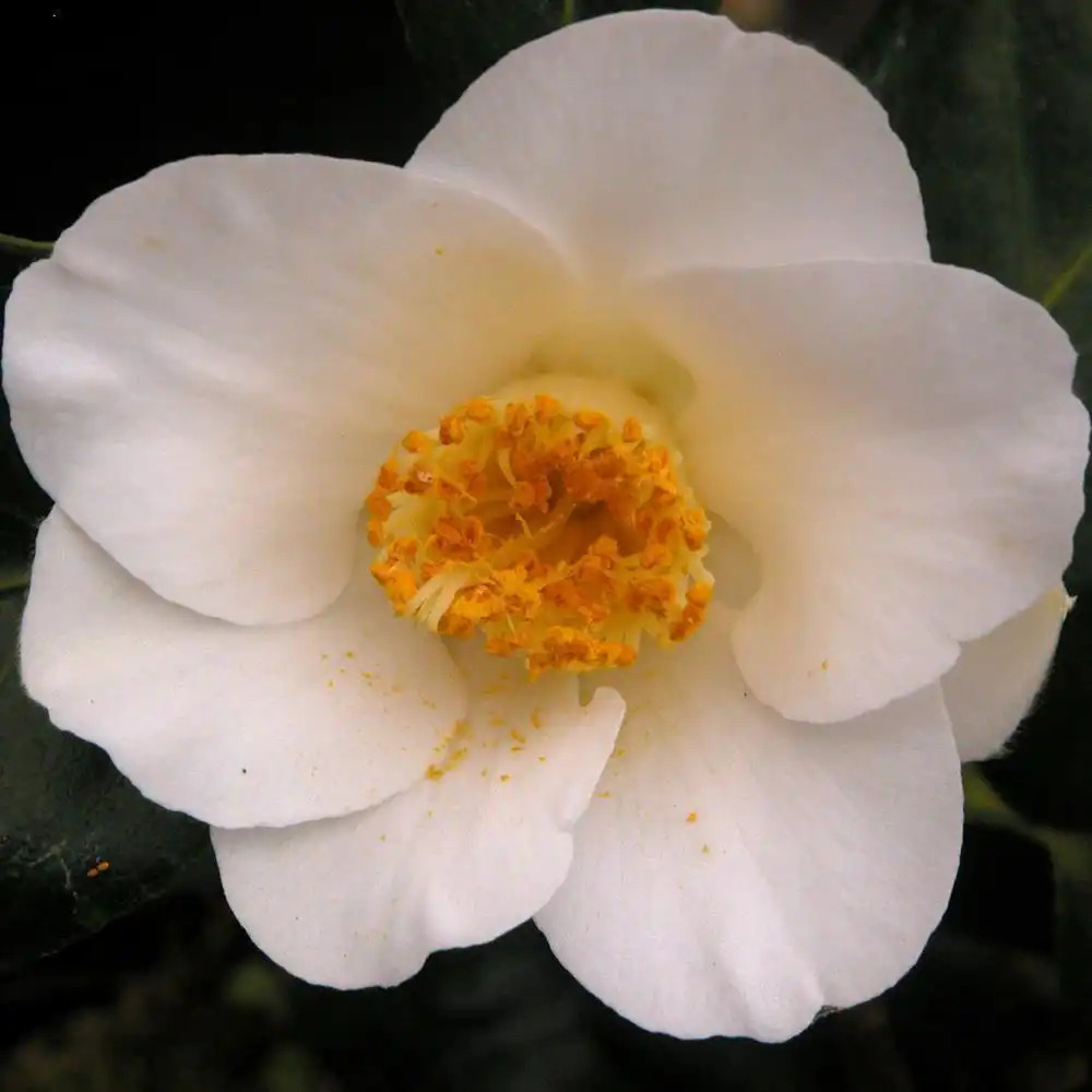 CAMELLIA japonica 'Madame Roudot'