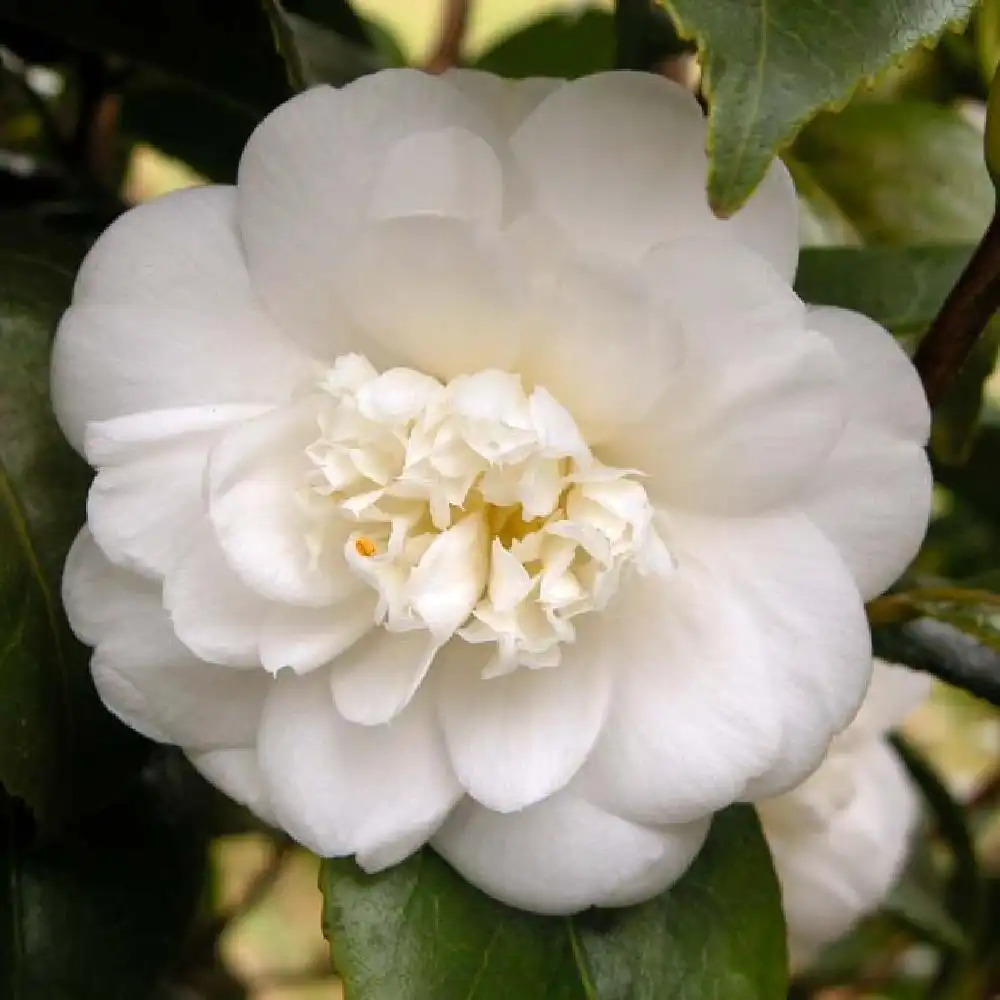 CAMELLIA japonica 'Nobilissima'