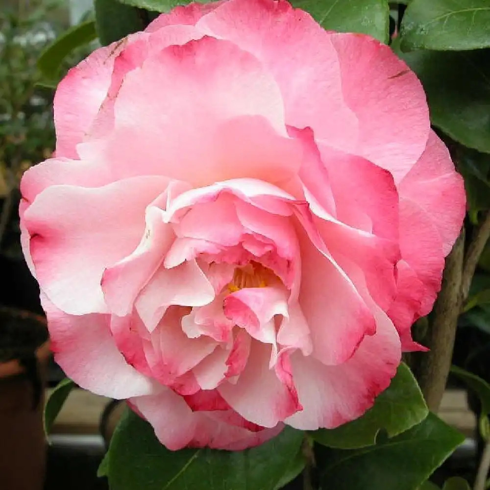 CAMELLIA japonica 'Nuccio's Jewel'