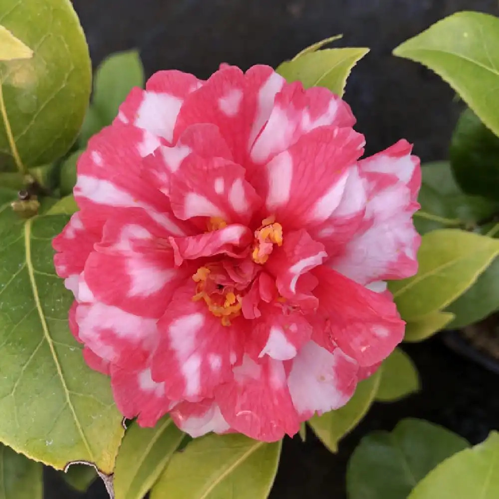 CAMELLIA japonica subsp. rusticana 'Kasuga-Yama'