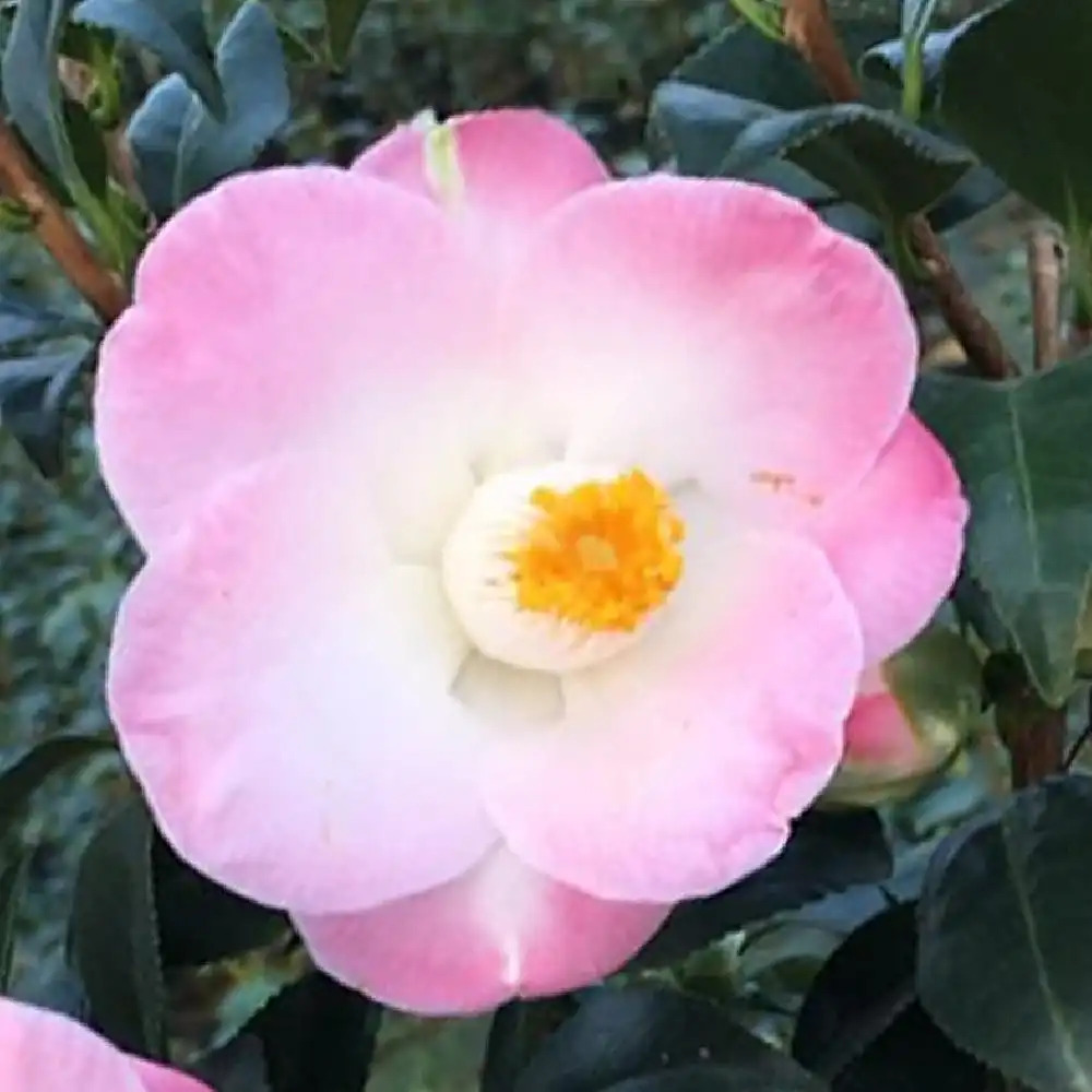 CAMELLIA japonica 'Sunny Side'