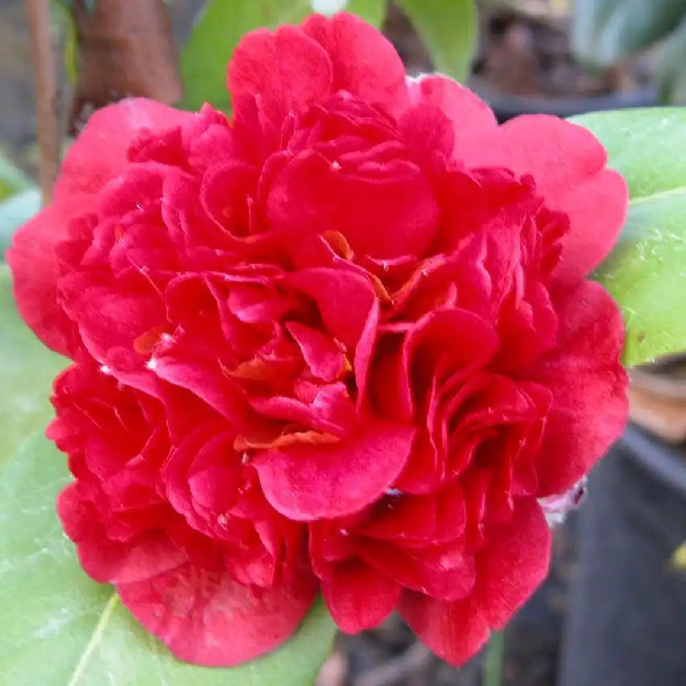 CAMELLIA japonica 'Takanini'