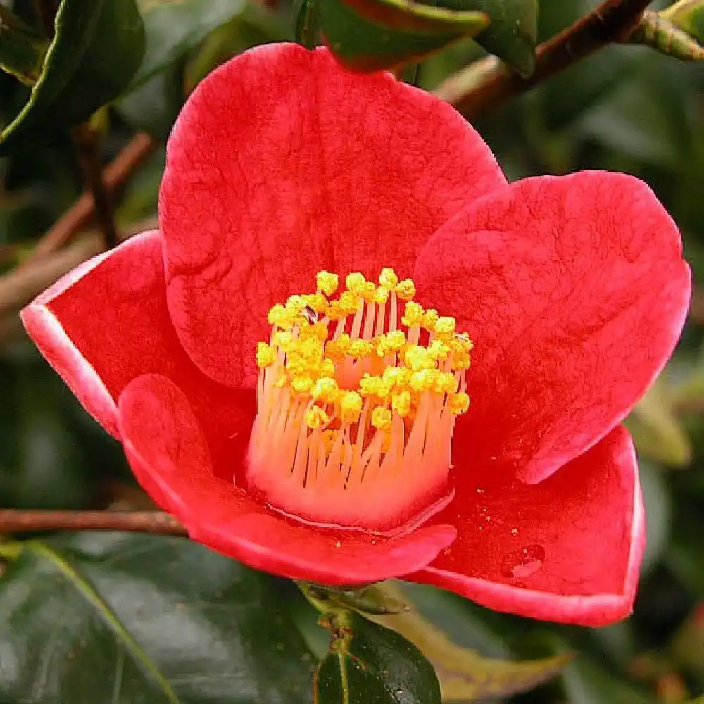 CAMELLIA japonica 'Tama-no-ura'