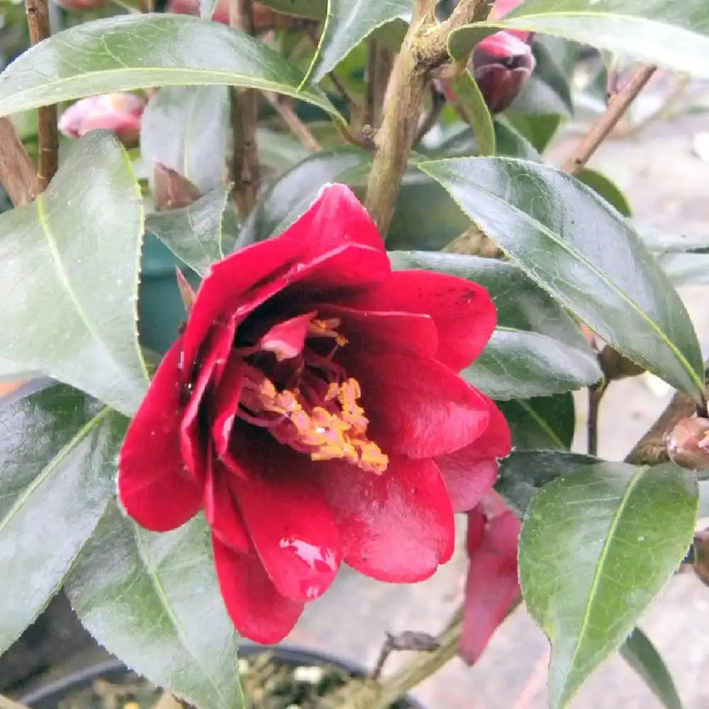 CAMELLIA maliflora 'Night Rider'