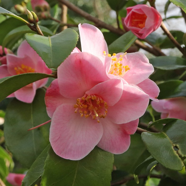 CAMELLIA x 'Minato-no-Akebono'