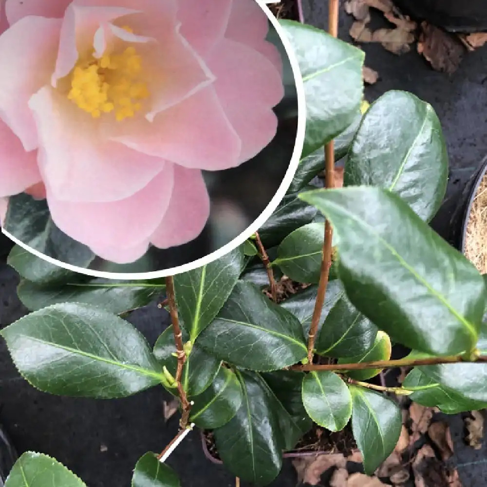 CAMELLIA 'PY Trémel'