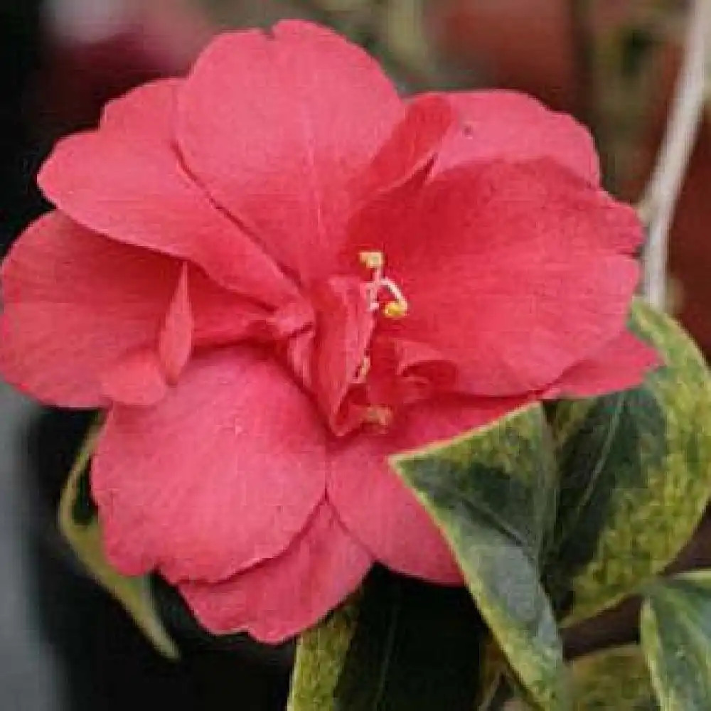 CAMELLIA 'Portuense'