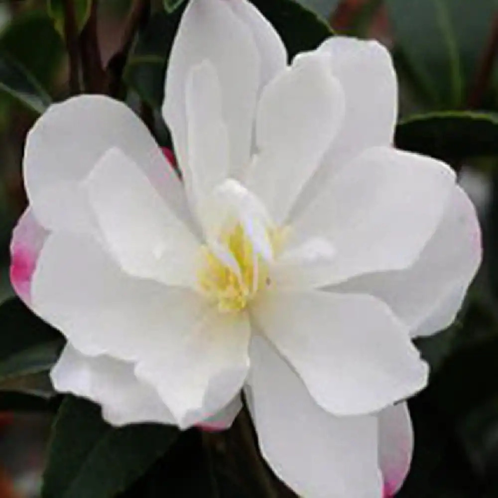 CAMELLIA sasanqua 'Blush'