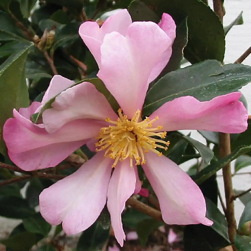 CAMELLIA sasanqua 'Cleopatra' - Camélia d'automne - pépinières Lepage  Bretagne Bord de mer