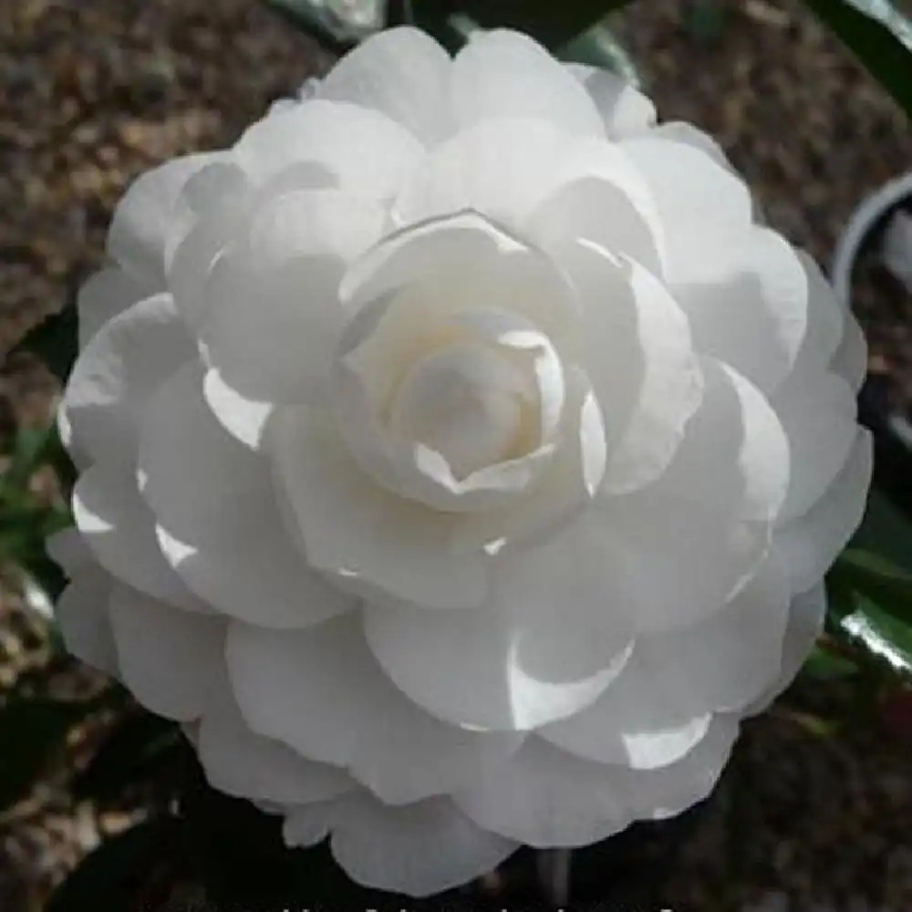 CAMELLIA sasanqua 'Early Pearly'