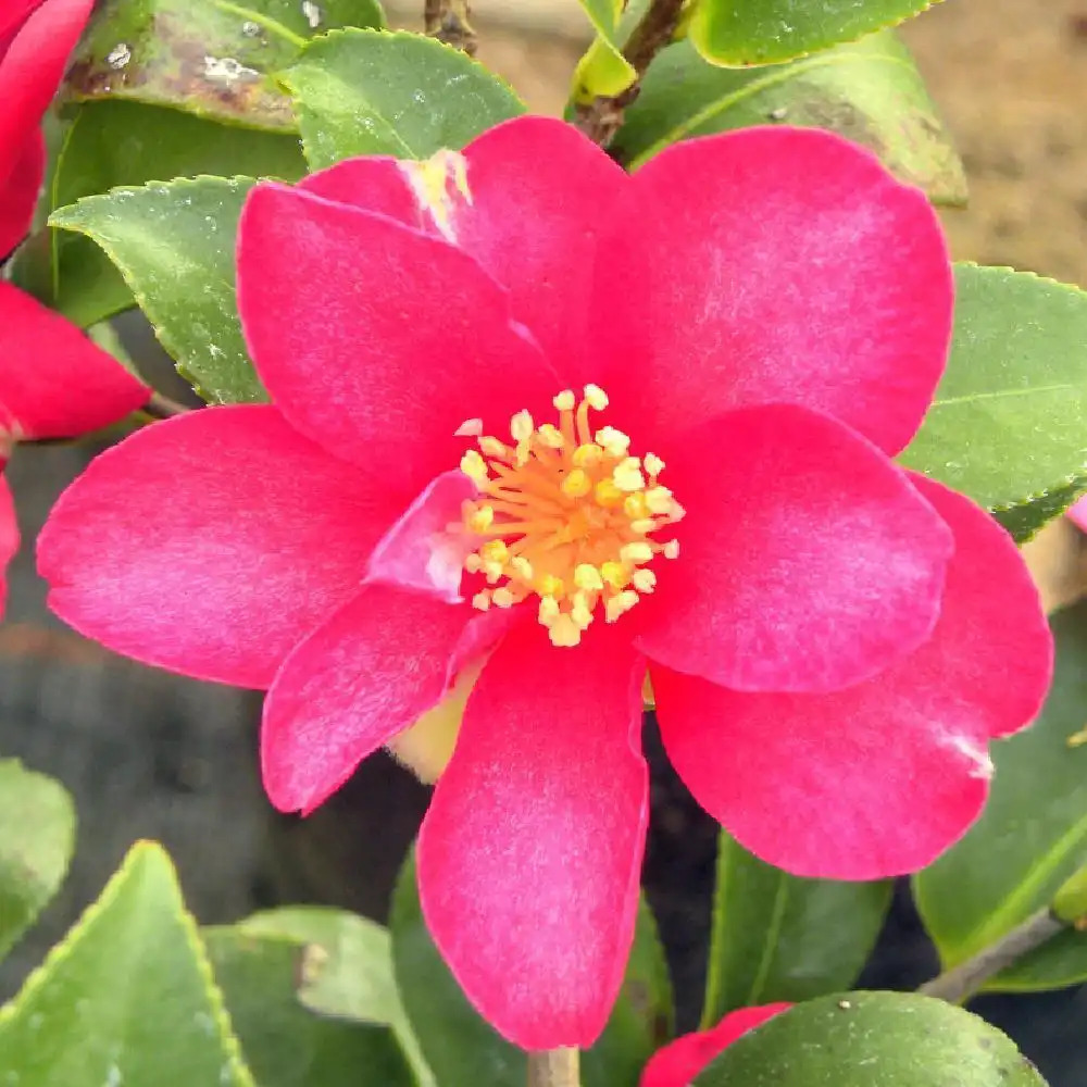 CAMELLIA sasanqua 'Hyriu'