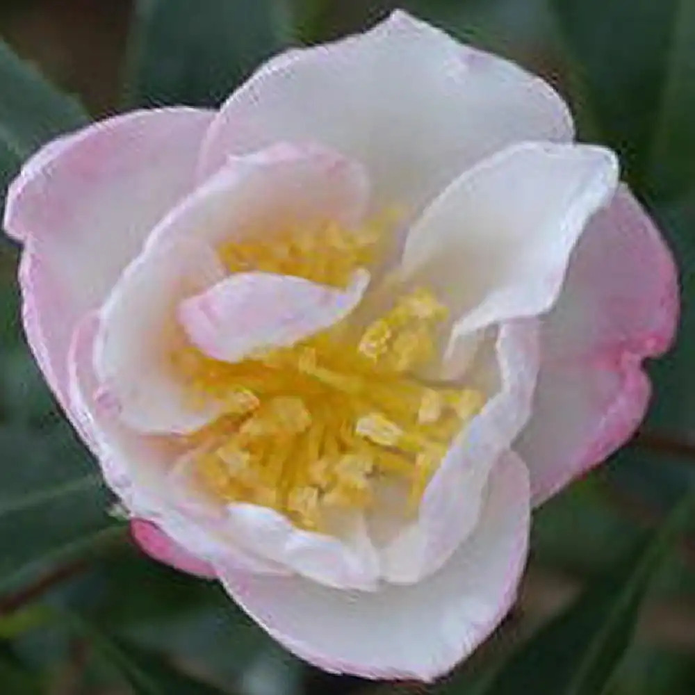 CAMELLIA sasanqua 'Jennifer'