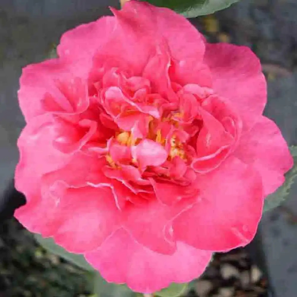 CAMELLIA sasanqua 'Joan'