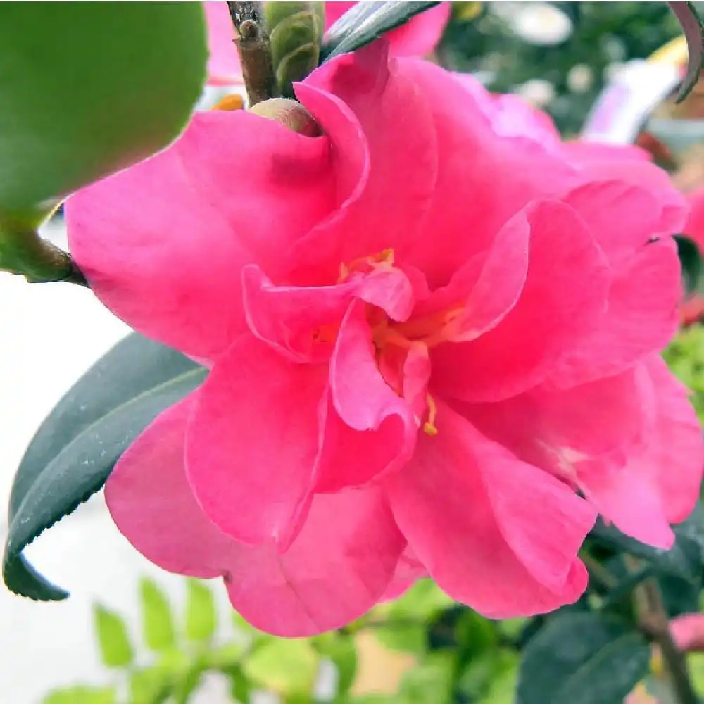 CAMELLIA sasanqua 'Kanjiro'