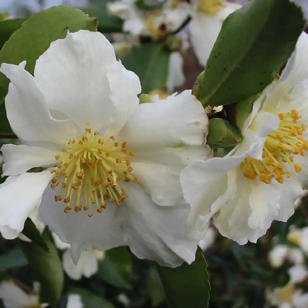 CAMELLIA sasanqua 'Narumigata'