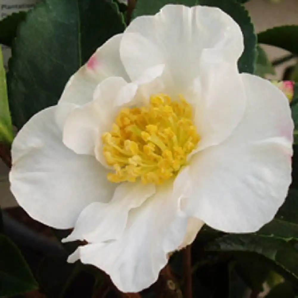 CAMELLIA sasanqua 'Narcissiflora'