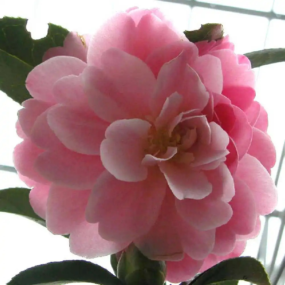 CAMELLIA saluenensis 'Ole'