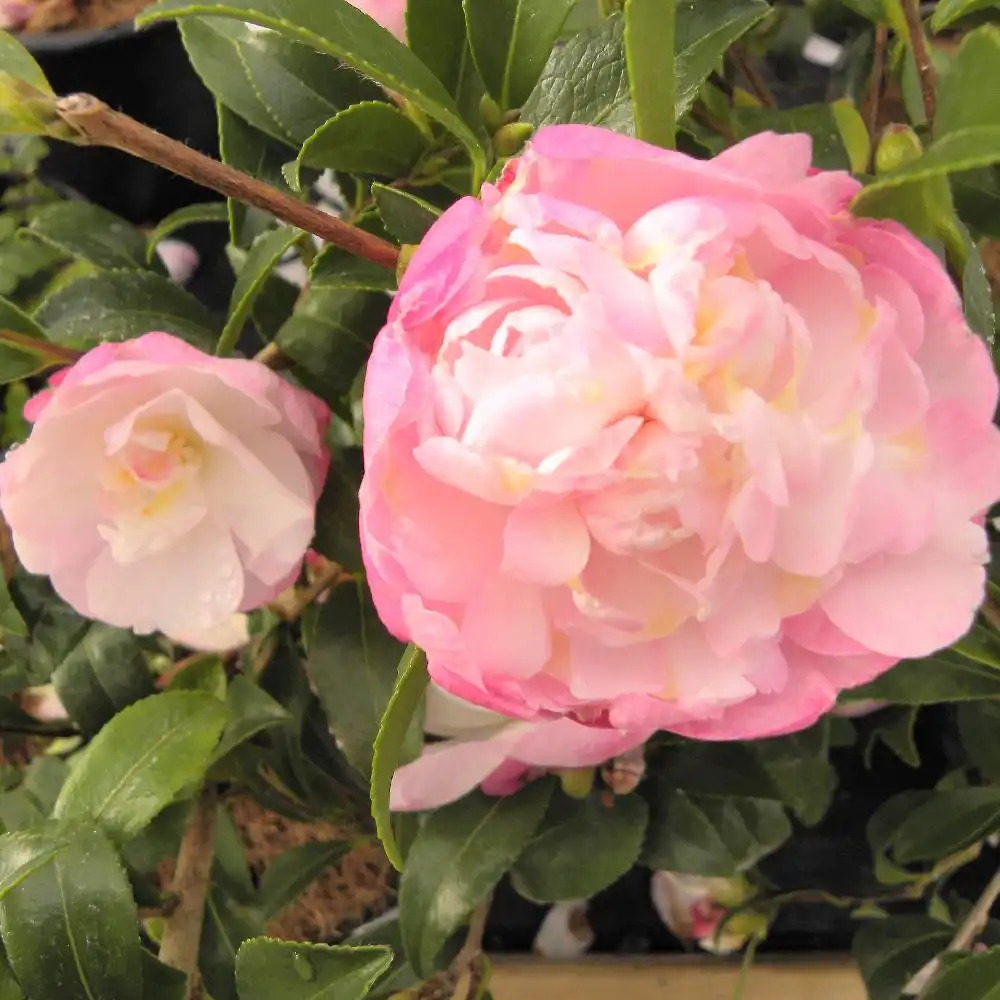 CAMELLIA sasanqua 'Paradise Petite'