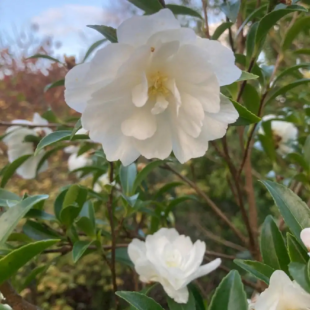 CAMELLIA sasanqua 'Paradise Petite Liane'