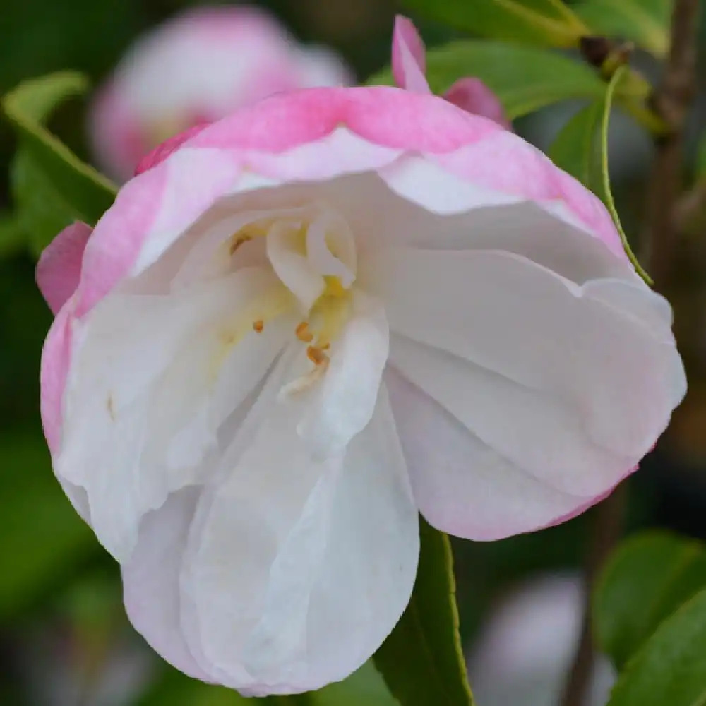 CAMELLIA sasanqua 'Paradise Sayaka'